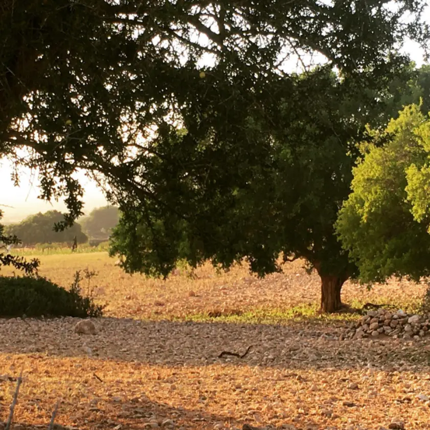 Essaouira, argan tree