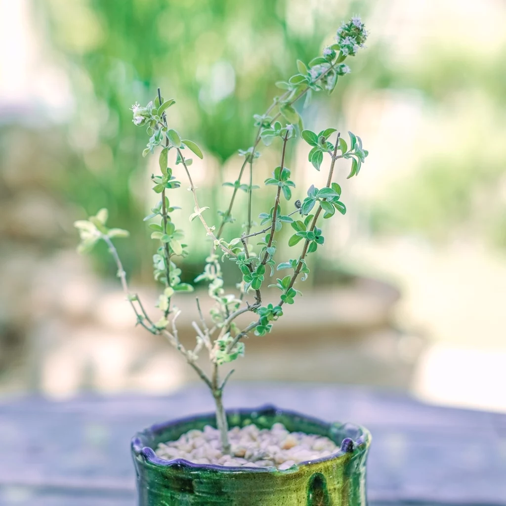 villa-beldi-mai-2022-social-media-V2-2l